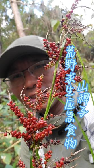 荒野求生应急食物~山稗子,种子可以食用,野外遇到就别错过#植物科普小知识 #植物百科 #认识植物 #荒野求生#了解更多植物