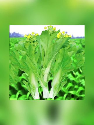 【下单就发3包】早熟白菜苔种子耐寒耐热菜苔籽多次采收菜心种子#白菜苔种子 #白菜苔种子推荐 #种子 #种子推荐 #白菜苔