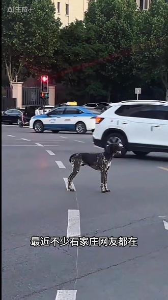 波音达犬金宝街头拦车寻主 #金宝 #拦车 #狗 #热点 #忠犬