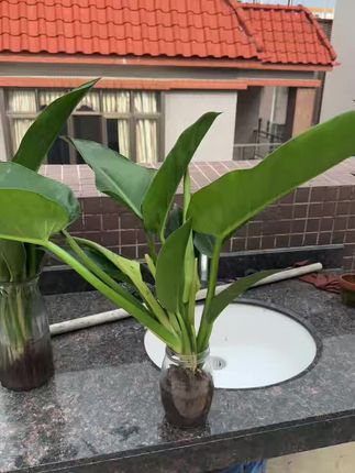 物流包装:包装完好, 新鲜度:与直播间一样, 搭配效果:完美融合 卖家服务:有耐心,#我在抖音买买买