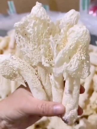 当季新货竹荪菇干货特产新鲜采摘肉厚无熏硫煲汤刷火锅好食材#竹荪姑#营养丰富#美食推荐