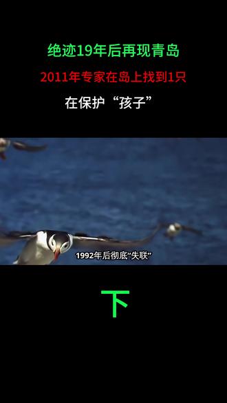 绝迹19年后再现青岛,2011年专家在岛上找到1只,在保护“孩子”