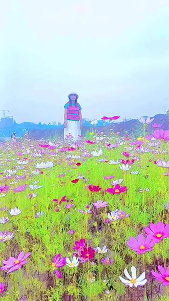 官盛湖半日游,撞入格桑花海