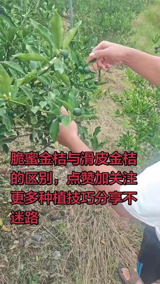 脆蜜金桔与滑皮金桔的区别 #我的种植经验分享 #柑橘种植分享 #我的种植经验交流 #脆蜜金桔 #藻利尔生物