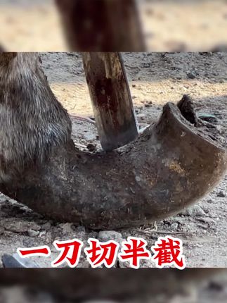 一刀切半截真过瘾! #三农#毛驴修蹄#传统老手艺#解压视频#极度舒适