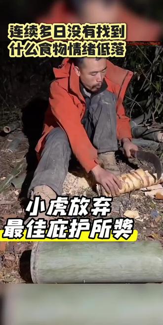 小虎情绪低落,放弃最佳庇护所奖。#荒野求生 #野外生存 #户外 #好运通道杯 #南斗荒野