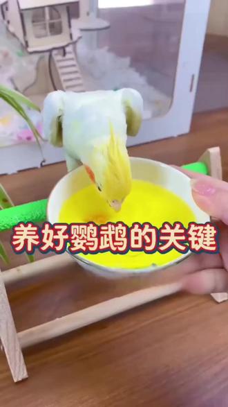 给鹦鹉补充电解质#鹦鹉电解质#电解多维#鹦鹉用品
