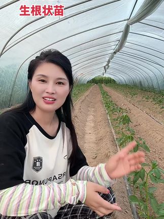 #生根壮苗 #生根剂#土壤改良