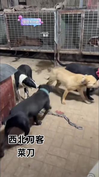 #实战猎犬 #猎犬爱好者 #猎犬热爱 #西北刀客战队
功夫再高,也怕菜刀。菜刀真是越看越好看!