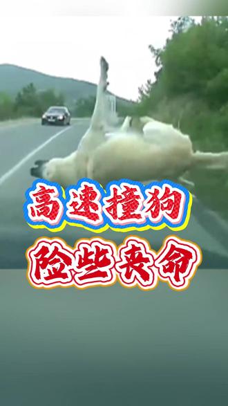 751年关高速遇动物别心软! 选错直接车毁人亡#高速行车安全 #汽车应急技巧 #破窗神器 #道路救援经验 #开车保命知识