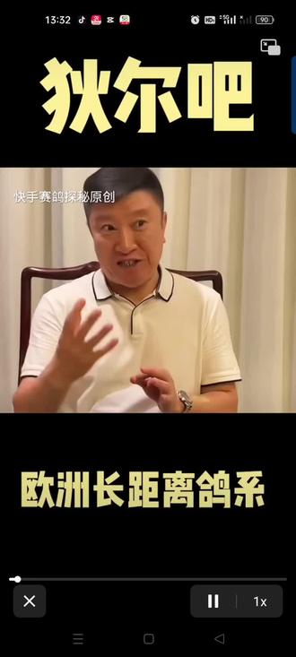 欧洲长距离狄尔巴鸽系