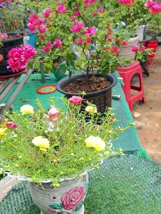 #爱生活爱养花 #养花小妙招 #花草绿植盆栽 #太阳花棒棒糖支架#花草绿植盆栽