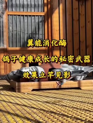 #鸽子 #养鸽人 #信鸽赛鸽 #信鸽 #又在骗我养鸽子