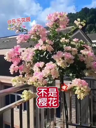 绿樱三角梅老桩,粉白飘枝阳台绽,四季勤花易养护。#家庭养花 #园艺 #原创视频 #花卉绿植 #养花小知识