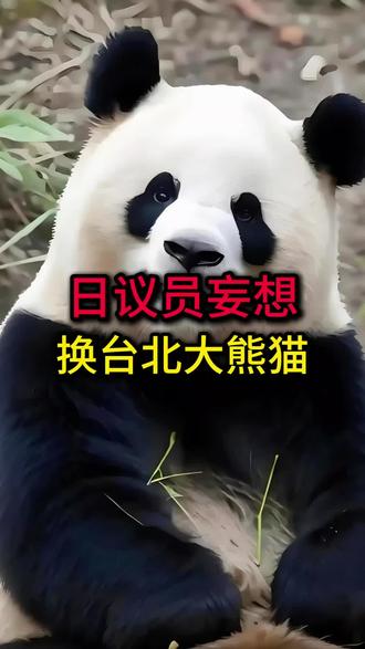 日议员妄想换台北熊猫 #中日关系 #高市早苗 #大熊猫 #团团圆圆熊猫