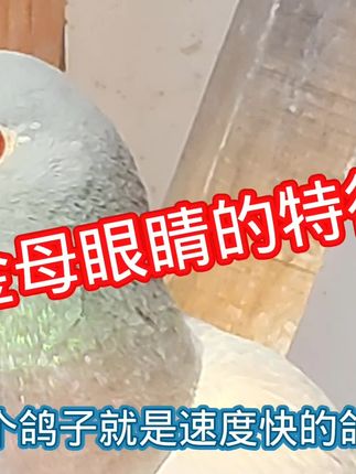#鸽子#赛车#鸽王#鸽子养殖技术