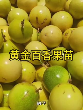 #黄金百香果苗 #纯甜无酸 #果香味浓郁 #产量特别高
