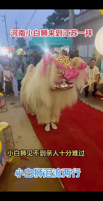 小白狮前来江苏一拜,这一拜感动哭了多少人的心酸和难过#醒狮文化 #非遗文化传承 #舞狮表演 #民间艺术传承