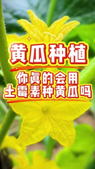 你真的会用土霉素种黄瓜吗? #黄瓜 #黄瓜种植 #黄瓜高产种植 #农业种植 #种菜