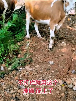 不打栏就用这个,准确好用,视频下方小黄车下单 #养殖 #繁殖母牛 #牛羊养殖