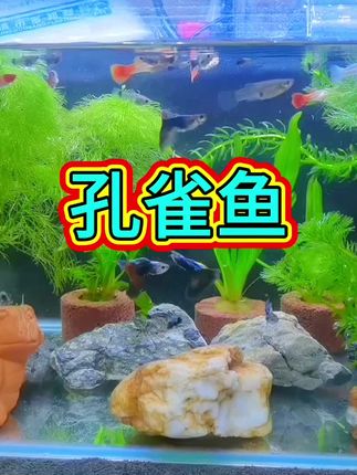 #观赏鱼 #鱼缸里的大自然 #养鱼养心 #水族 #孔雀鱼