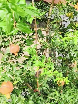 身上使劲挠的,就是这上海硫磺香皂值得信赖 #划算 #上海硫磺香皂 #香皂