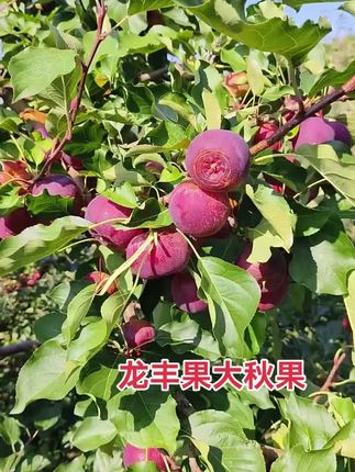 #龙丰果#大秋果