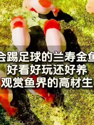 这个可爱的兰寿金鱼实在太聪明可爱了,会踢球,会粘人,关键他夏天不怕热,冬天不怕冷!只要放进鱼缸新手都可以养活#观赏鱼#新手养鱼#兰寿金鱼#养鱼日记