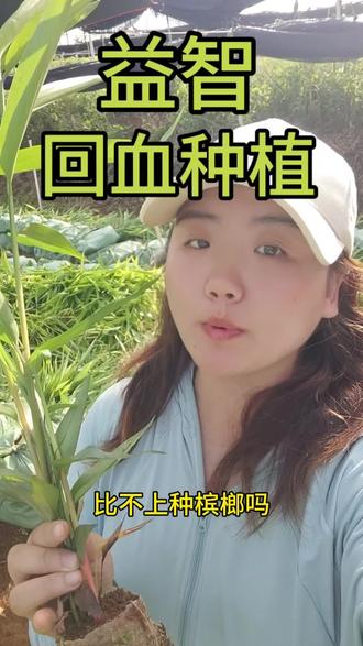 益智不比槟榔?
#三农 #益智#苗圃基地 #苗 #新农人计划 #种植小技巧