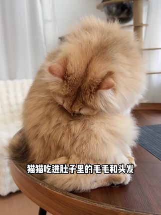 猫咪每天都在舔毛,吃进去的猫毛堆积久了就会形成毛球#新手养猫 #萌宠好物 #猫咪排毛