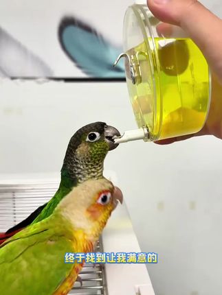 养鸟人必看!这些喂水器既美观又实用#宠物选择 #宠物生活 #鹦鹉喂水器 #鹦鹉