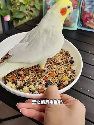 开元鸡星人全价鹦鹉鸟粮玄凤牡丹和尚小太阳专用鹦鹉粮鹦鹉食粮#美食 #懒人美食 #萌宠推荐官 #煲汤 #萌宠出道计划