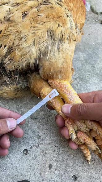 尼龙塑料扎带黑白色自锁式卡扣扎线带捆绑绳强拉力固定绑带束线带#生活好帮手 #好物推荐分享 #扎带 #好货推荐 #捆绑带