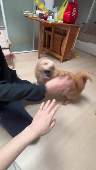 看过之前的视频都知道布丁一个狗在家的时候,有重返狼群的现象,今天刚好有事出门跟布丁爸爸出去,布丁在家又会怎么呢?
#宠物日常 #看家护院犬 #狗狗已掌握跟人类相处技巧 #嘤嘤怪