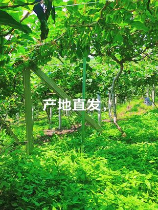 #三农 #农业