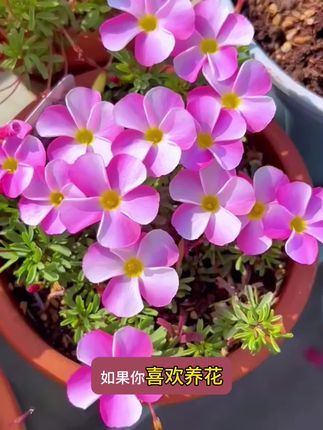 不知道养什么花的,可以试试#酢浆草 花朵可爱美丽,开花爆满盆。#爱生活爱养花 #花卉绿植 #好看的花一定要分享给你 #酢浆草种类