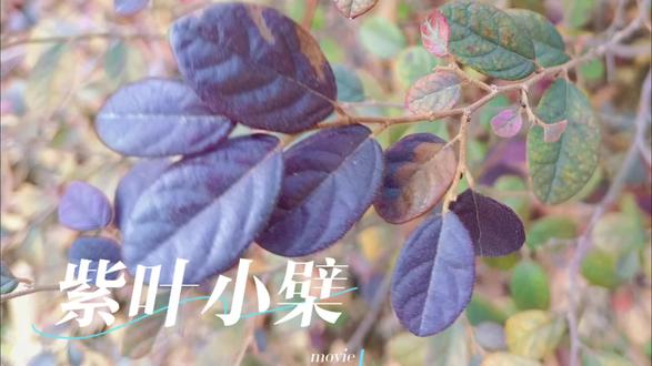 紫叶小檗的简单介绍#花卉绿植 #植物 #紫叶小檗