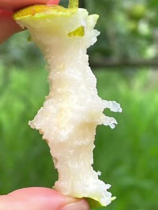 #优质水果 #新鲜采摘 #抖音助农扶农 #源头好货 #翠冠梨