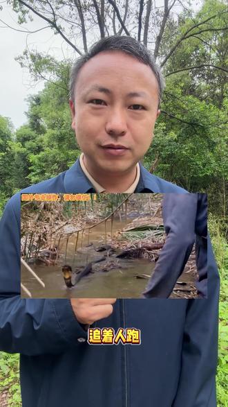 揭秘蛇追人的真正真相 你以为蛇故意追着人跑?大错特错!蛇生性怯懦根本不敢主动攻击人。所谓追人都是误会,不懂这些常识,野外遇见蛇容易慌不择路,看完避坑保命!#蛇类科普 #野外遇蛇常识 #破除生活误区 #冷知识 #野生动物科普 #户外安全知识 #养蛇科普 #生活小常识