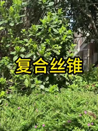 #复合丝锥 #耐用 #好物推荐