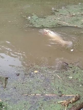 佳钓尼绝密小懒虫饵料,无需开饵开袋即用,都是一条条南极磷虾,不要加一滴水,专攻低温季节鱼儿不开口,开袋即可拉饵做钓,主钓鲫鱼鲤鱼草鱼红黄尾翘嘴土鲮罗非等#南极磷虾 #爆护饵料 #绝密小懒虫 #这饵料好使 #户外钓鱼