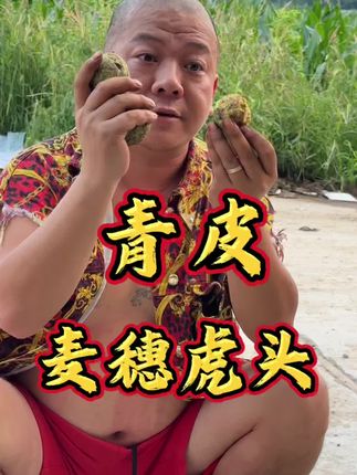 青皮麦穗虎头 尺寸可选 #文玩核桃 #文玩爱好者 #麦穗虎头 #青皮核桃