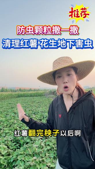 地下害虫防治记住这个配方就行。#红薯种植 #花生田间管理 #地下害虫防治