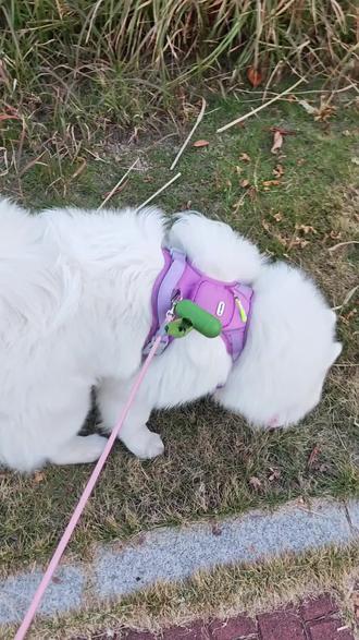 有时候感觉富贵也挺可怜的,明明自己没有凶人家,也没干啥,被别人凶,被别人咬,我还要打他#遛狗不牵绳? #遛狗 #萨摩耶 #养狗日常 #养狗崩溃瞬间