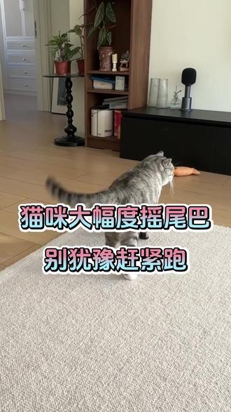 猫咪对你大幅度摇尾巴,别犹豫赶紧跑