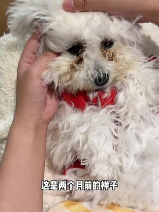 狗狗泪痕严重,不要不管不顾,就用这个泪痕口服精华液,早晚各一次坚持几天就可以啦#萌宠好物推荐 #狗狗泪痕 #猫咪泪痕 #黑眼熊泪痕液