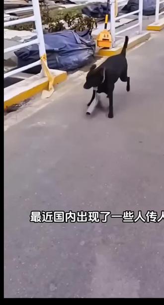 一根普通的棍子,就能制裁狗狗追车的行为