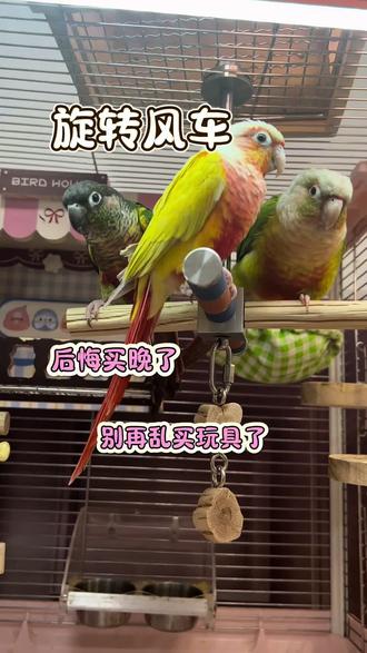 我自己每天吃外卖没事 给我家鹦鹉买买买 都不带犹豫的 #鹦鹉玩具#鹦鹉旋转风车#鹦鹉风车#鹦鹉解闷玩具#鹦鹉拆家
