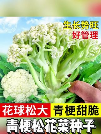 花菜苗秧青梗松花菜苗白花椰菜种子苗夏秋季散菜花苗夏播蔬菜苗籽#青梗松花菜种子 #家庭种植蔬菜 #蔬菜种子 #花菜种子 #无限回购的宝藏单品