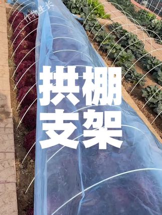 #家庭种植 #种植小技巧 #拱棚支架
